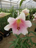 [4106 Prince Promise No02.JPG]